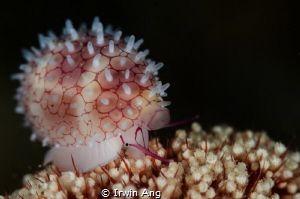 M A R I N E - G A S T R O P O D
Cowrie (Cypraea)
Anilao... by Irwin Ang 